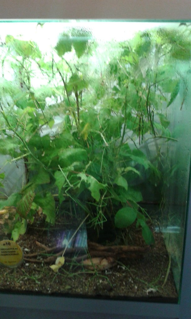 Алексей Нефедов | Москва