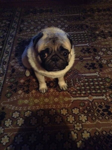 Кирилл Александрович | Москва