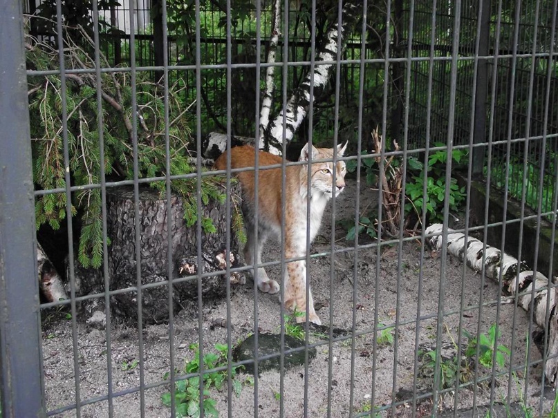 Надежда Орлова | Айша