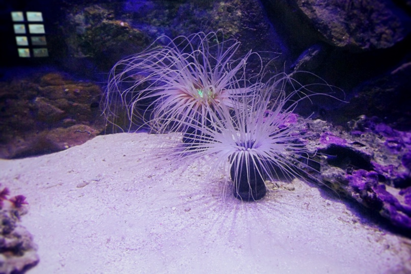 Дмитрий Митрофанов | Воскресенск