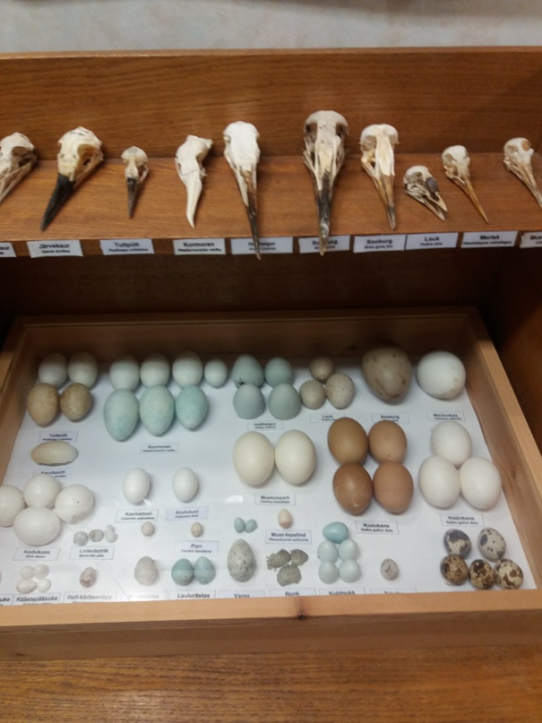 Марина Андросова | Нарва