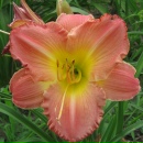 Фото и названия сортов. Лилейник Роуз Эмили. Лилейник евридейлили Роуз. Лилейник Симарун Роуз. Лилейник Дальневосточный. Фото и названия сортов. Лилейник Роуз Эмили. Лилейник евридейлили Роуз. Лилейник Симарун Роуз. Лилейник Дальневосточный.