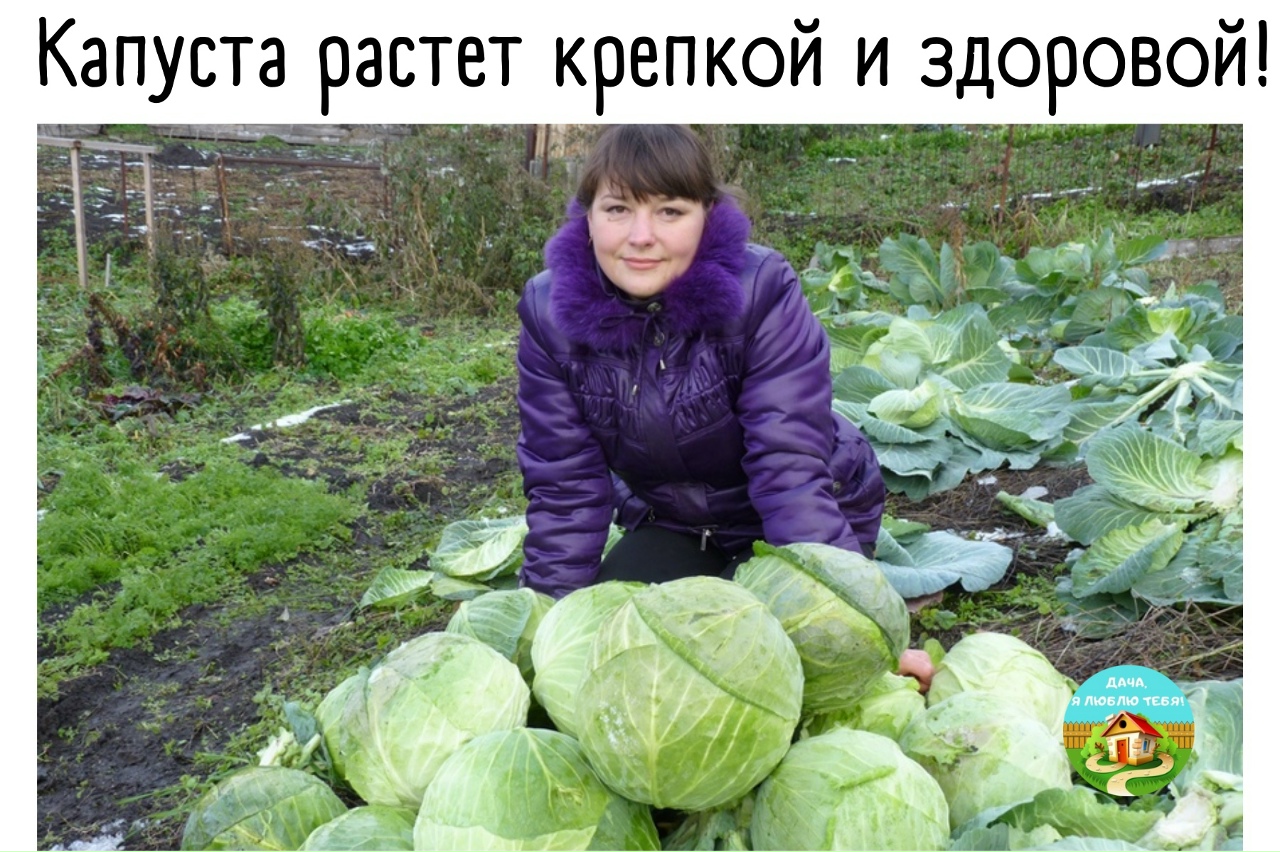 Капуста в огороде