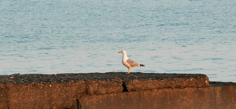 Сергей Самохин | Плавск
