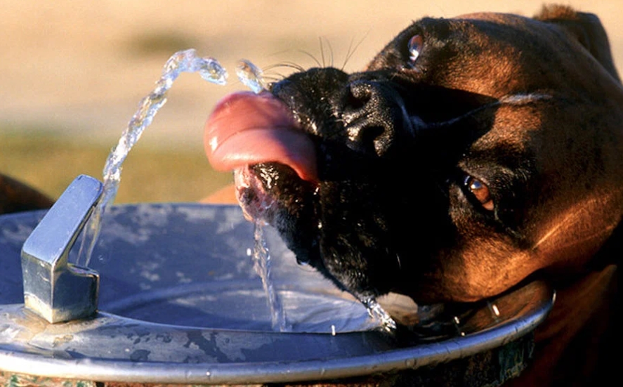 В тазиках и прудиках: 11 забавных животных, которые спасаются от жары как могут