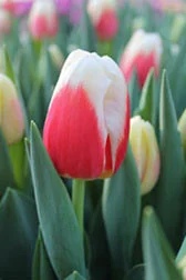 Фото тюльпана роман эмпайр Фото тюльпана роман эмпайр