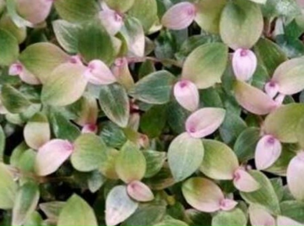 Коллизия розовая фото Коллизия розовая фото