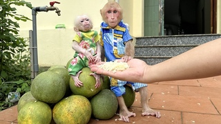 Bibi and baby monkey are sad when watching Dad harvest young grapefruits destroyed by Typhoon Yagi!