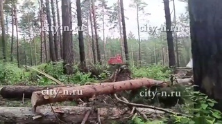 Жители Новокузнецкого района бьют тревогу из-за вырубки сосен в Сосновке