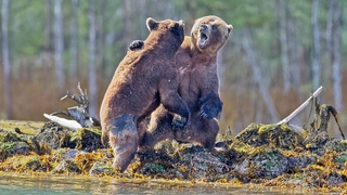 20 Сумасшедших Битв Животных СНЯТЫХ НА КАМЕРУ