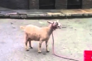 Skrillex - Kill Everybody (Goat Remix)