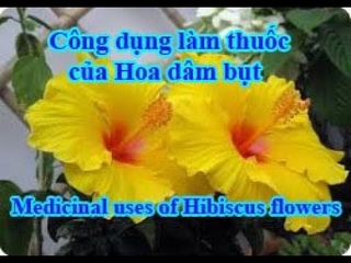 Medicinal uses of yellow single-petaled hibiscus flowers.