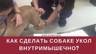 Как сделать укол собаке внутримышечно