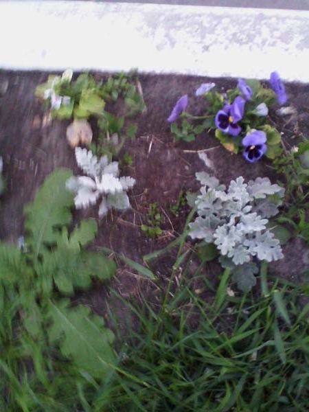 Любовь Тихонова | Орёл