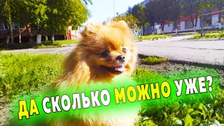 Шпиц Николь воришка. Ленивые зрители. Не хотим снимать видео. Шпицы на прогулке