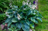 Хоста гибридная "love pat". Лав хост. Лав хост. Лав хост. Хоста гибридная лав пэт.