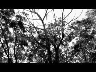 Sophie Hutchings -  Shadowed (Official)