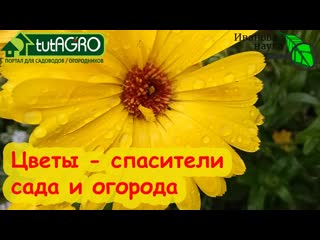 НАШИ ВЫРУЧАЛОЧКИ! Этот цветок может расти даже НА ЛУНЕ! Сейте их по всему участку.