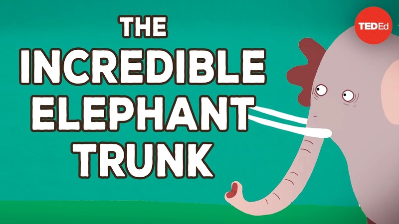 The incredible, bendable, twistable, expandable elephant trunk Chase La Due Bruce A.