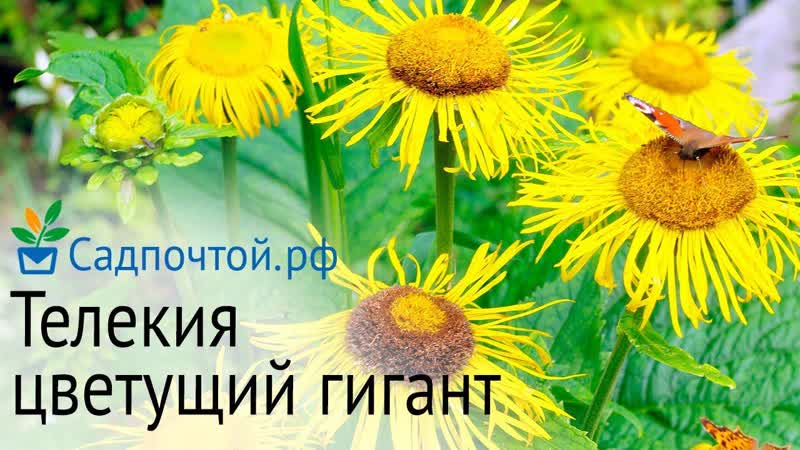 Телекия красивая монументальный многолетник с длительным